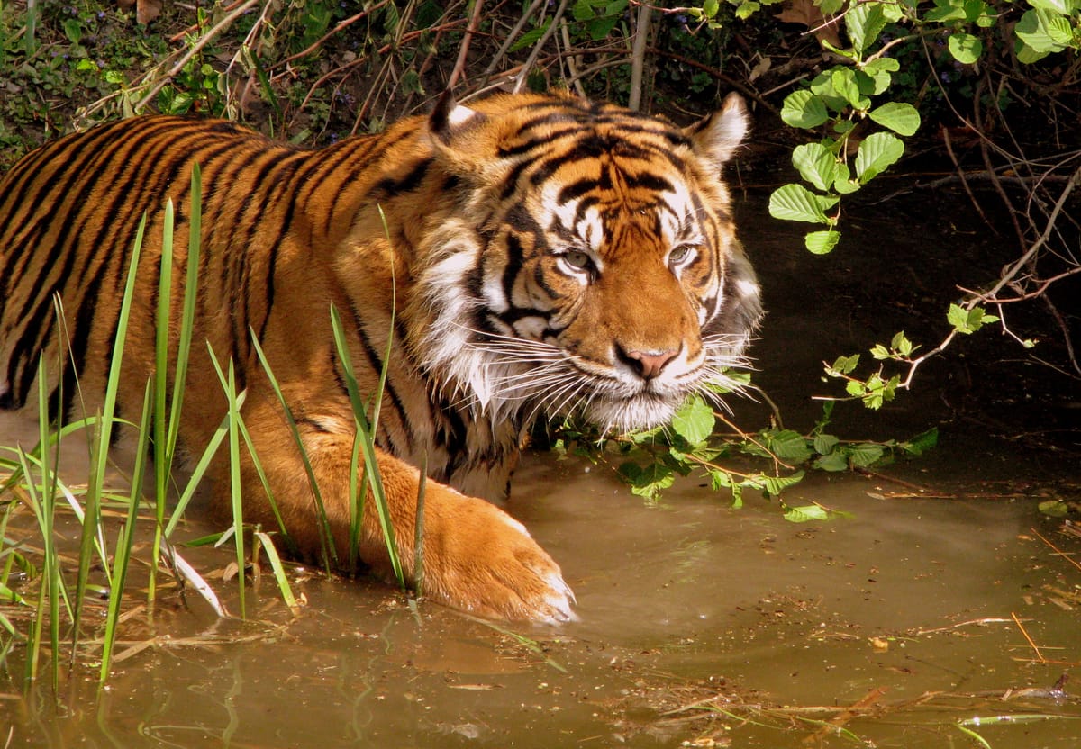 Global Tiger Day: Six Steps That Can Help Save The Tiger