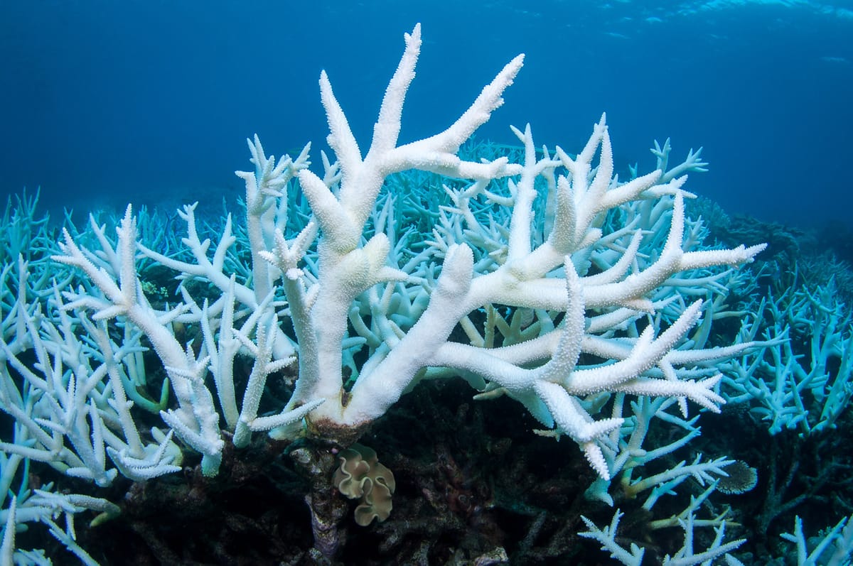 Is The Great Barrier Reef Going to Die?