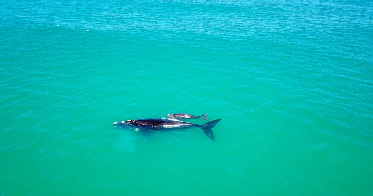 Destination De Hoop: Whale Watching on the Southern Tip of South Africa