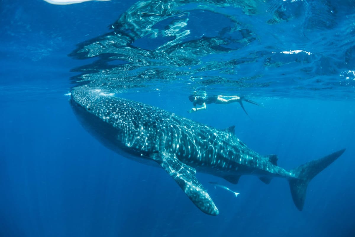 What Can I Do For International Whale Shark Day?