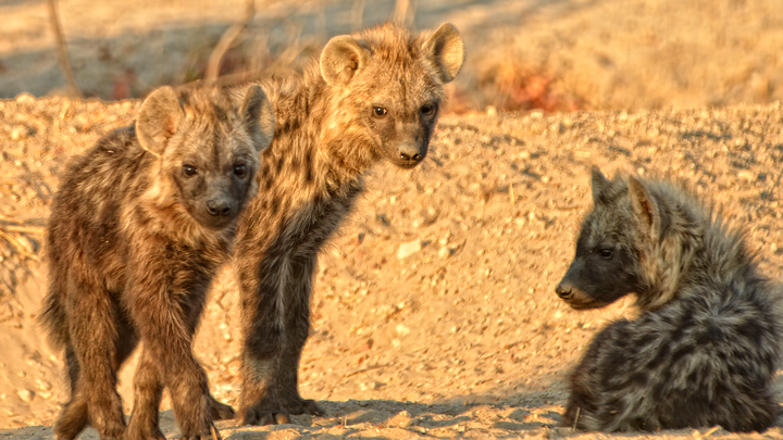 Tracking Lions and Outlasting Hyenas in Northern Botswana – An African Oasis.