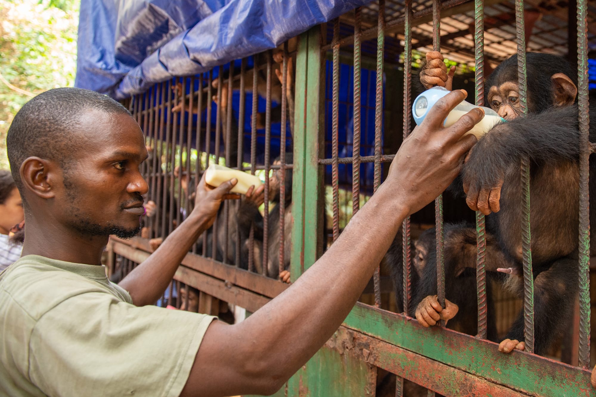 a caged chimpanzee drinks milk from a bottle