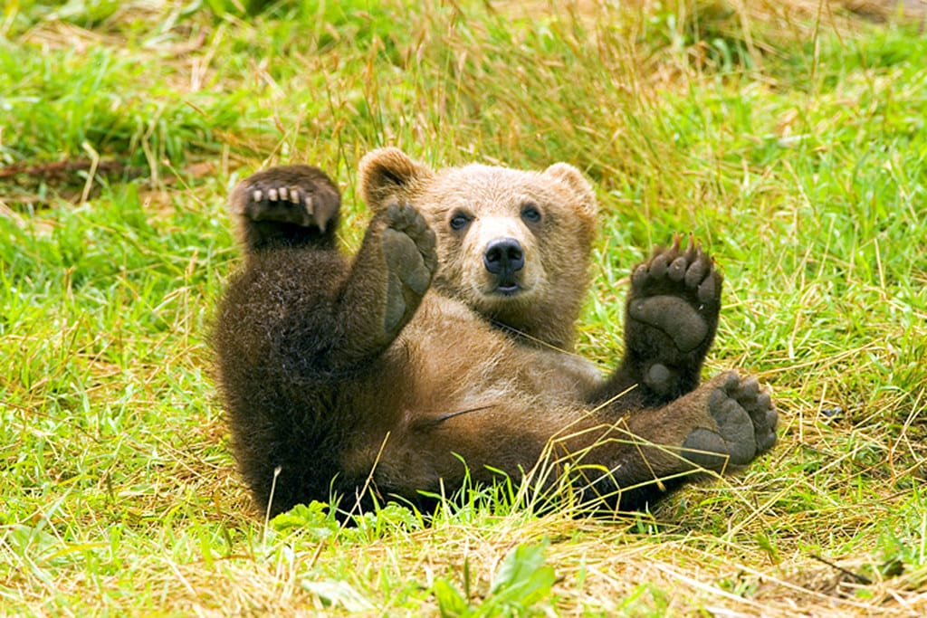 NextImg:Sweden Will Kill Nearly 500 Brown Bears This Year