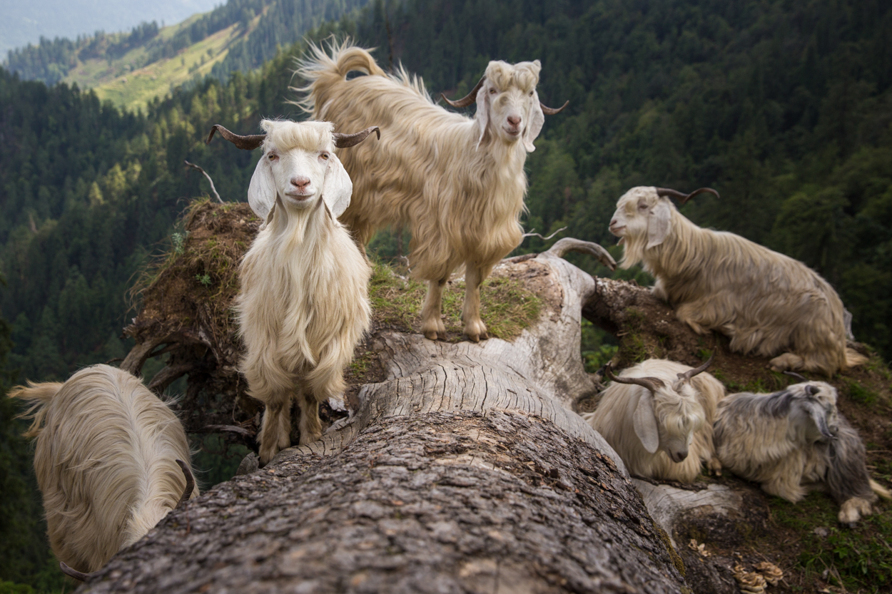 Mountain goats relaxing on a log at Bhangla, a meadow at 10,000 ft in Garhwal Himalaya. Photo courtesy Swati Chauhan/The Outdoor Journal