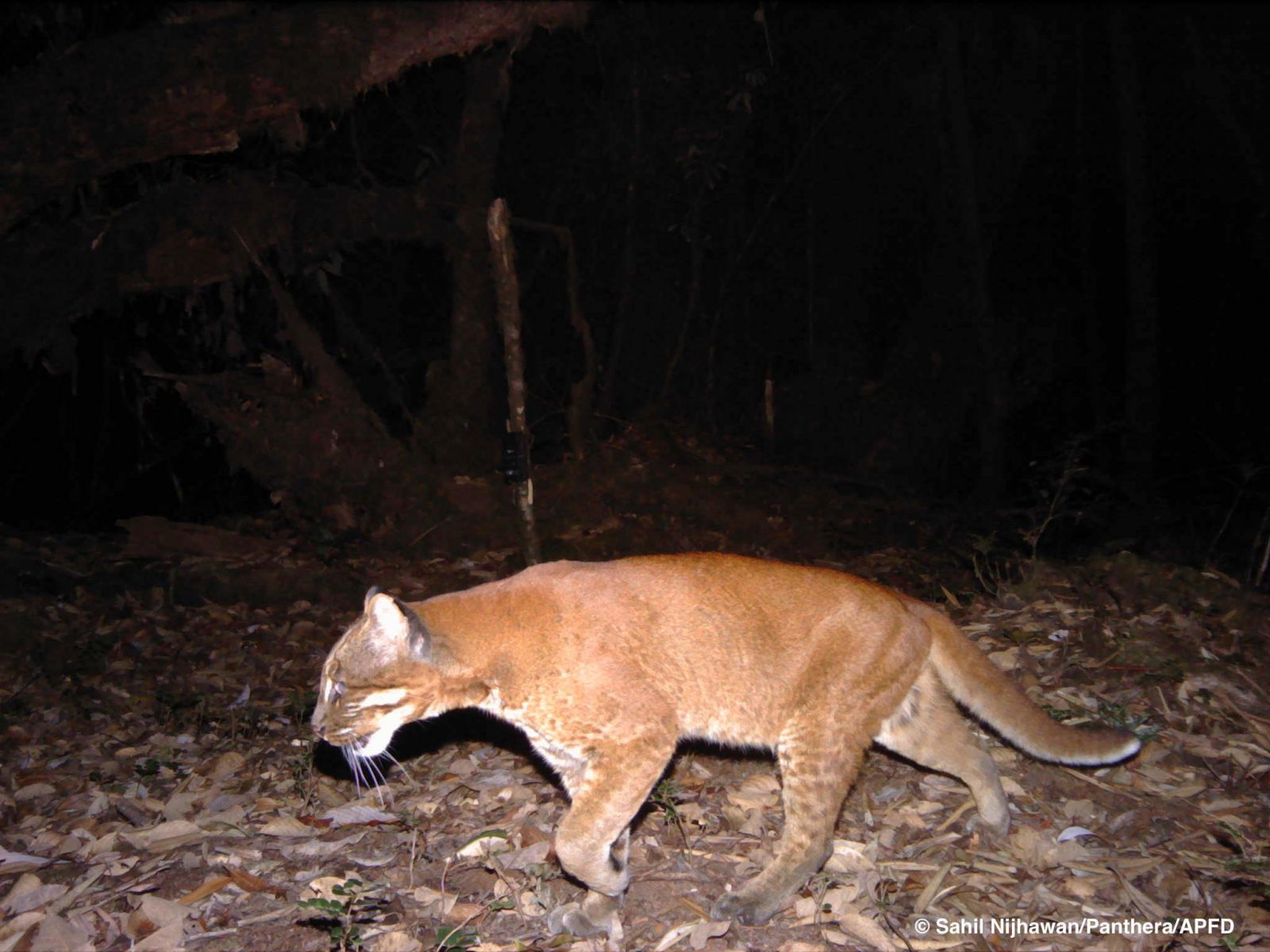 Goledn cat Dibang valley Arunachal Pradesh