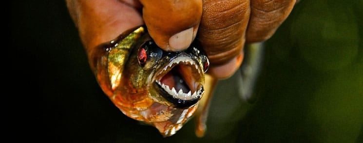 Catching Piranhas in the Amazon