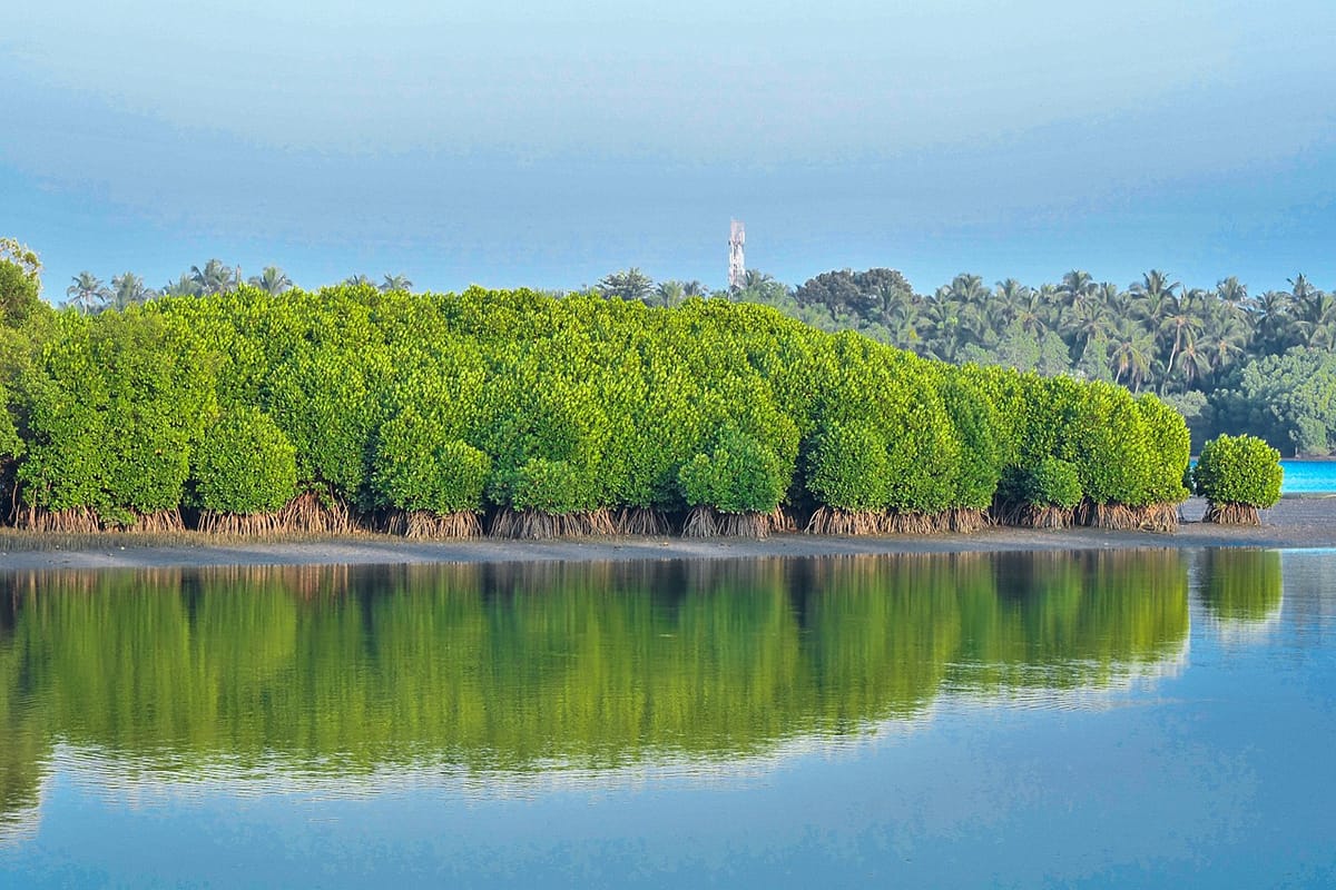 George Monbiot: How rejuvenating nature could help fight climate change.