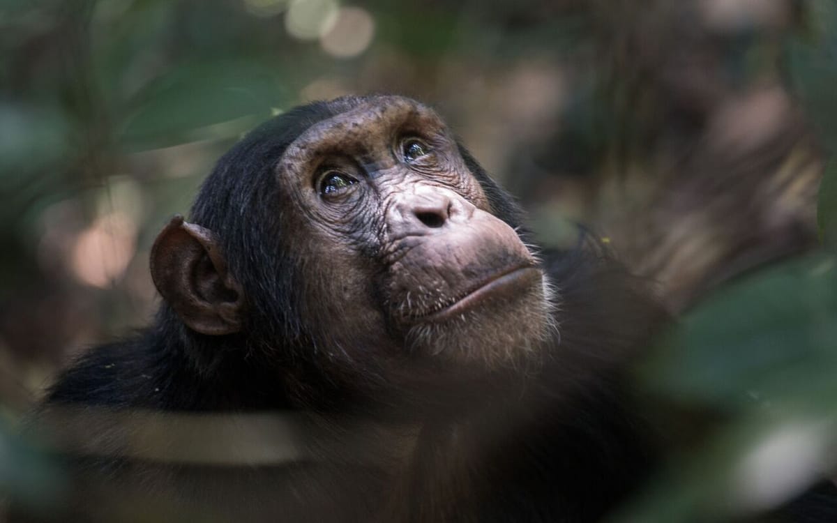 Searching for Wild Chimpanzees Part 2: Marvellous Mahale