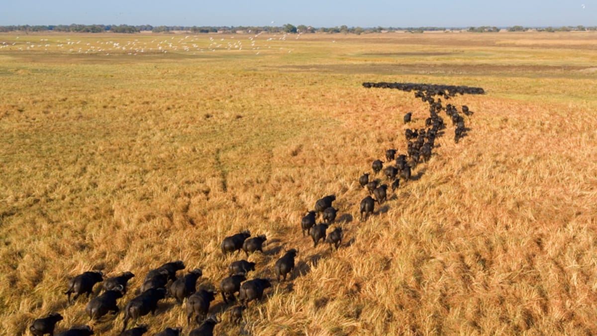 Aerial Survey of Kafue National Park Suggests Great Progress in the Fight for Conservation