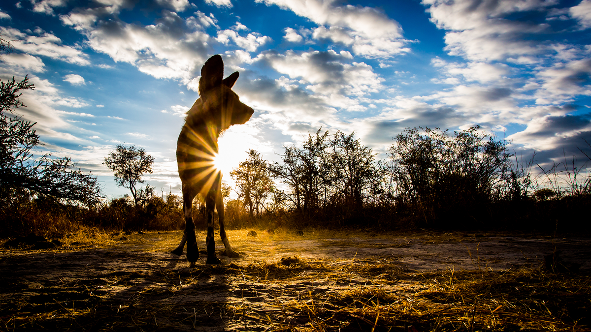 Remembering African Wild Dogs