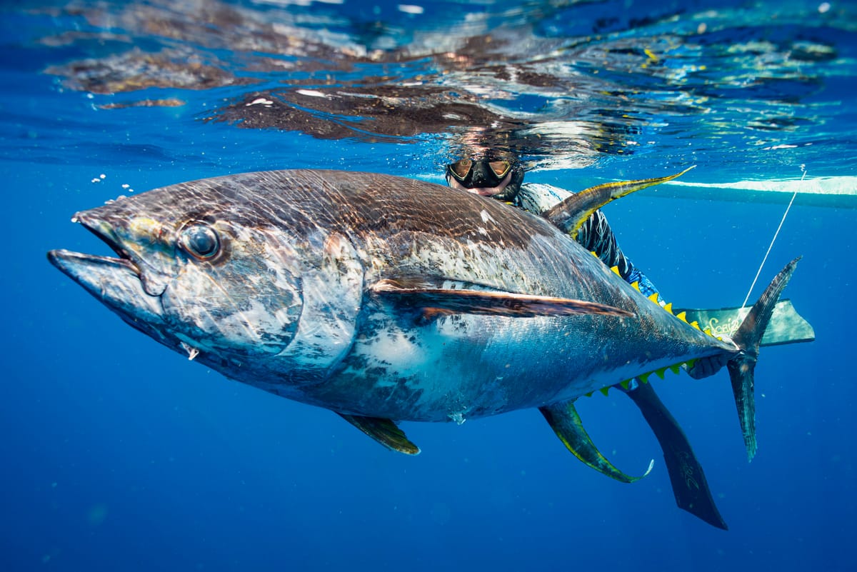 The Hunt For a Monster Tuna: Pelagic Renaissance