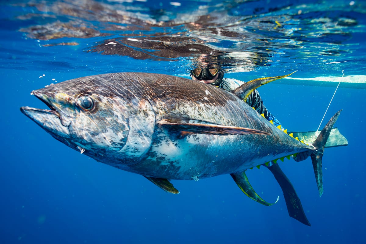 The Hunt For a Monster Tuna: Pelagic Renaissance – The Outdoor Journal