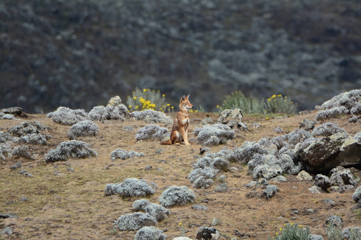 The Bale Mountains: Formed by Fire and Ice
