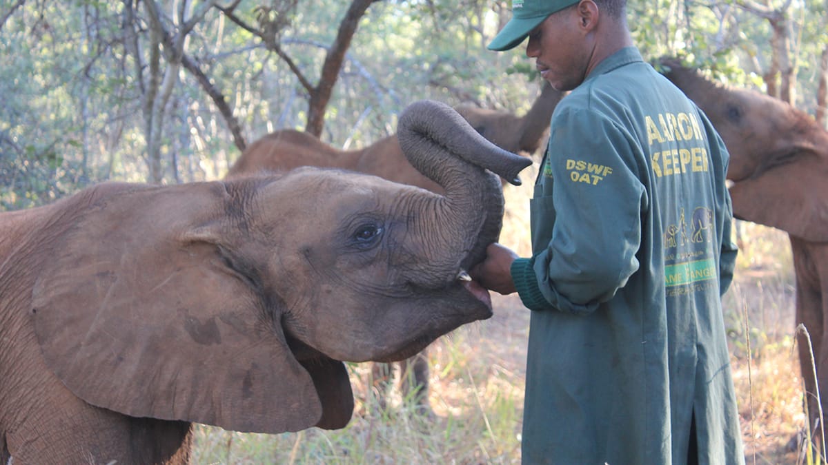 The Lilayi Elephant Nursery: The Story of One Orphan, and 11 Years of Conservation.
