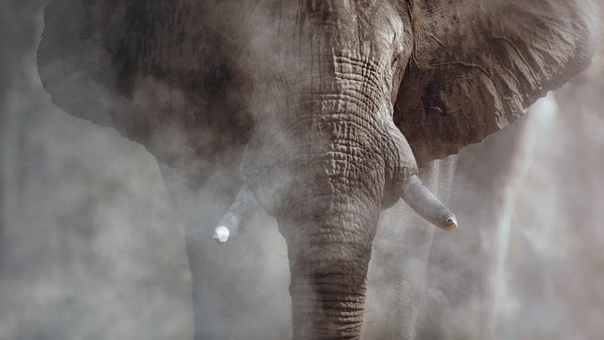 It's Time to Break the Deadlock over Africa's Ivory Trade: Here's How.