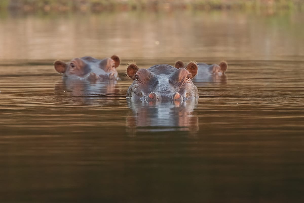 URGENT: Zambia Plans Slaughter of 2,000 Hippos in Luangwa National Park