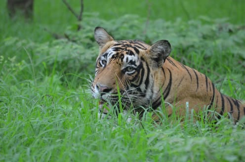 Some good conservation news: India's tiger numbers are going up.