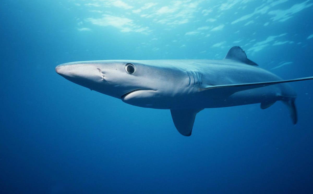 Tagging Data Show that Blue Sharks are True Globalists