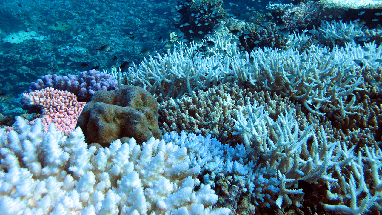 During Lockdown, Operators Help Find Coral Bleaching on Western Australia’s remote reefs
