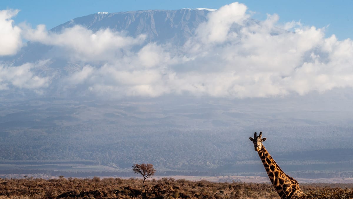 Climbing for a Cause: Returning to Kilimanjaro for Elephant Conservation
