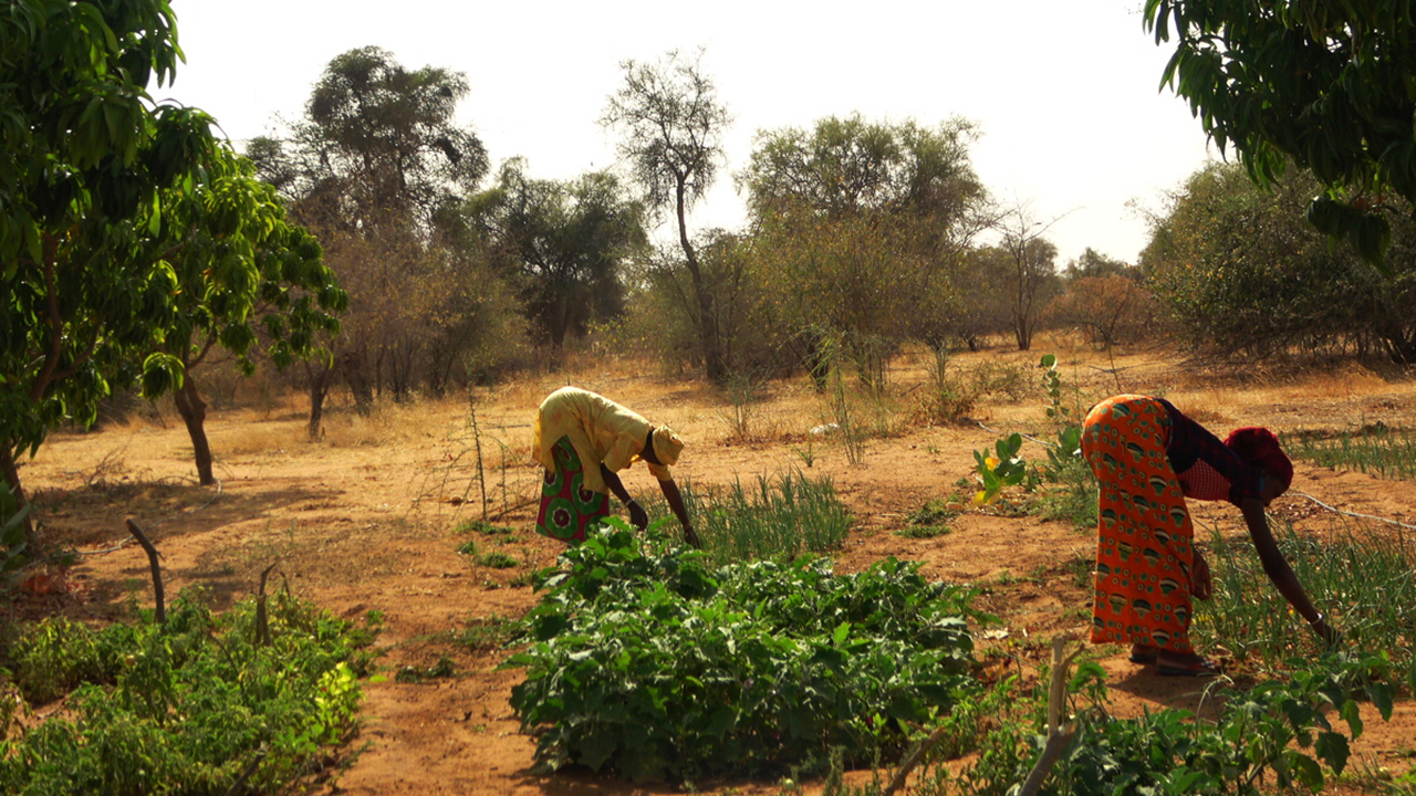 Stories From The Sahel: The Great Green Wall