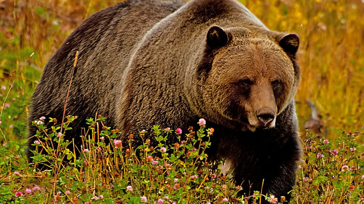 British Columbia's Grizzlies, Trophy Hunting and Boo.