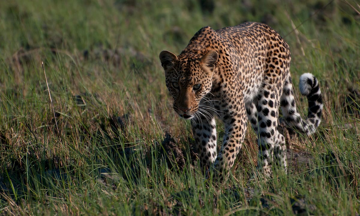 There's a Leopard in the Lounge!