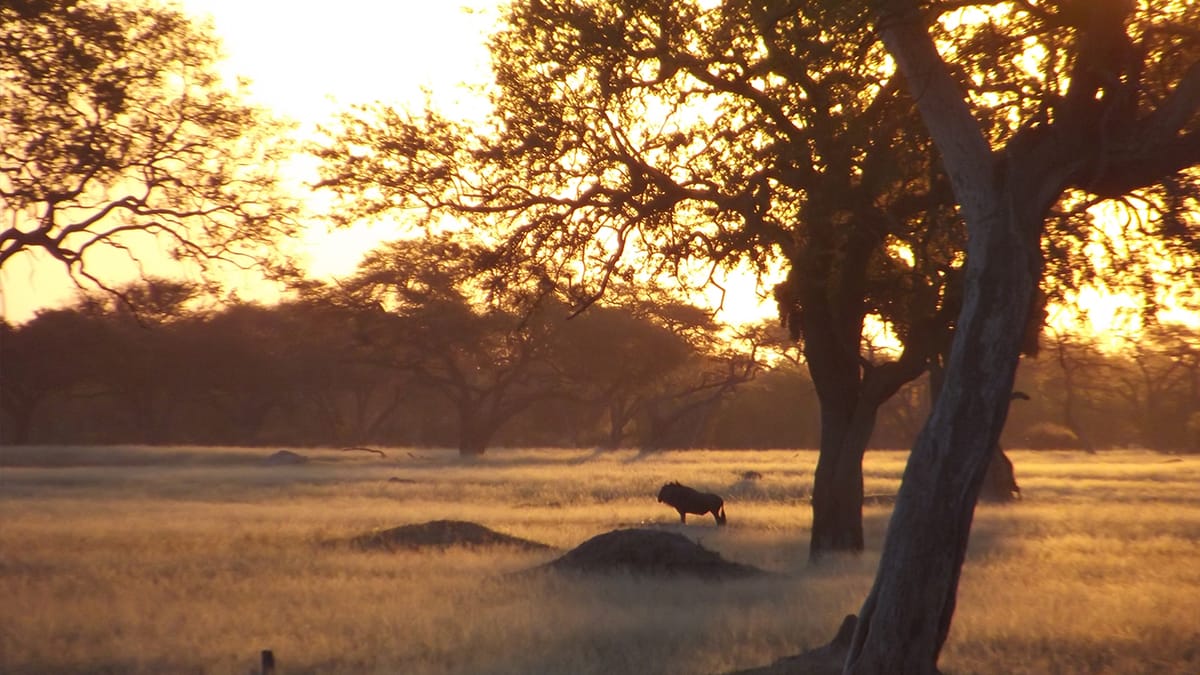 Zimbabwe Revisited: A Return to Hwange National Park, 30 Years Later