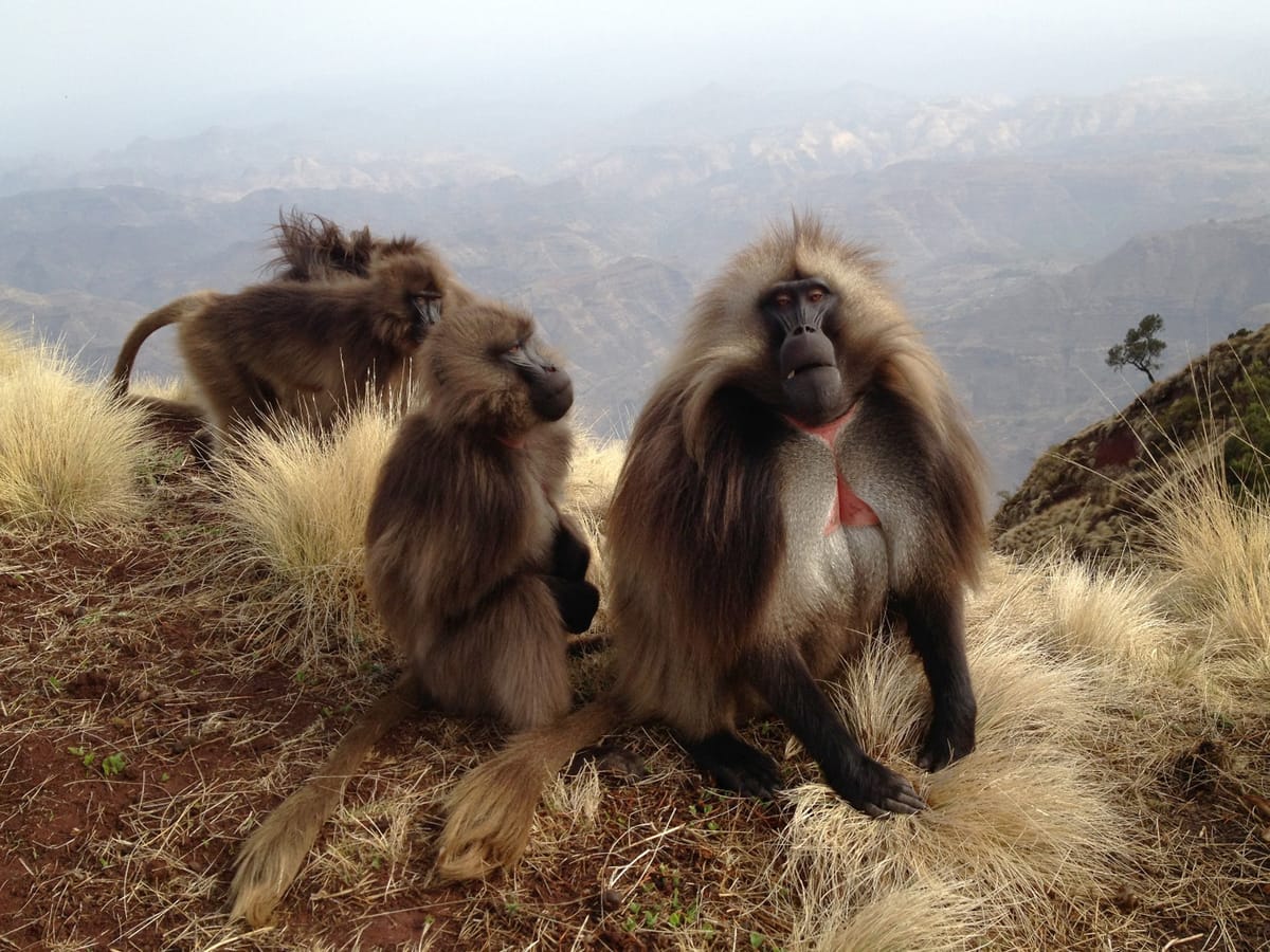 Trekking in Ethiopia's Simien Mountains