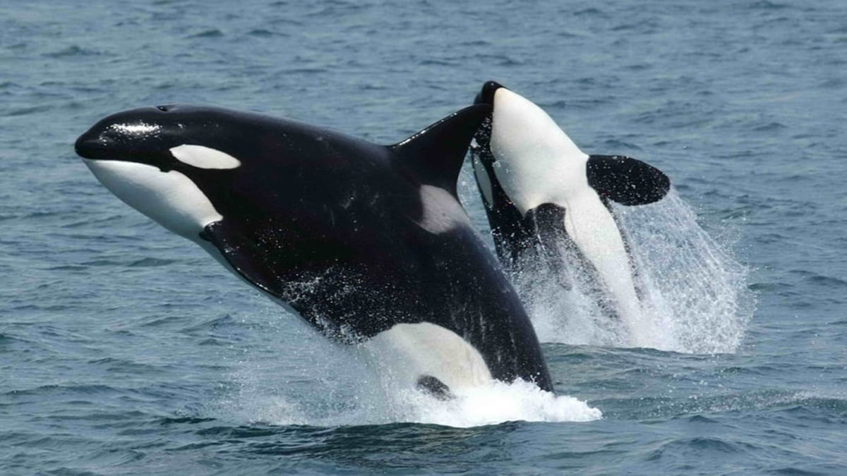The Three to Five Year Whale Watching Ban: For Conservation, or the Economy?