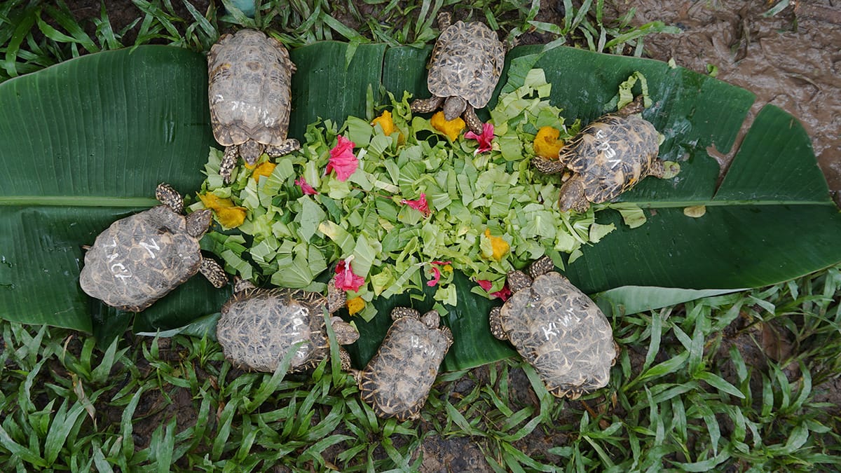 Rescued Indian Tortoises Fly Home to India on International Rescue Mission