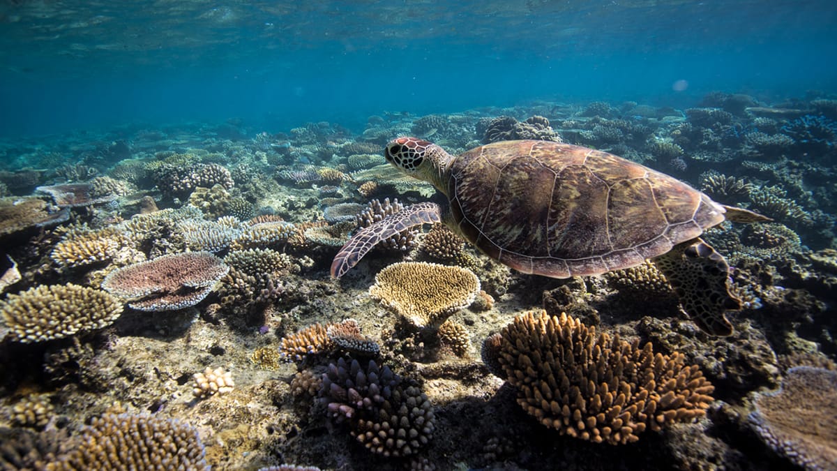 Belize Barrier Reef No Longer Endangered UNESCO World Heritage Site