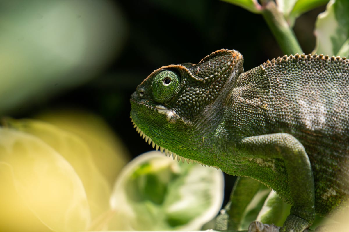 When Charismatic Chameleons Charmingly Do Wander