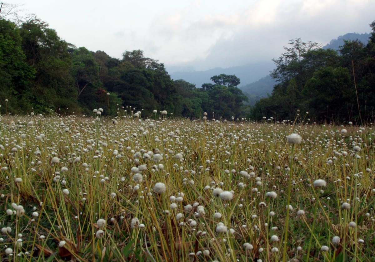 Award-winning husband and wife team attempts to save Indian rainforests by buying them up