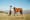 2,000 Miles By Horseback Across Southern Europe