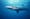 Tagging Data Show that Blue Sharks are True Globalists