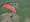 India's top ranked paraglider misses podium at Pre-European & Hungarian Championship 2015