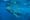 What Can I Do For International Whale Shark Day?