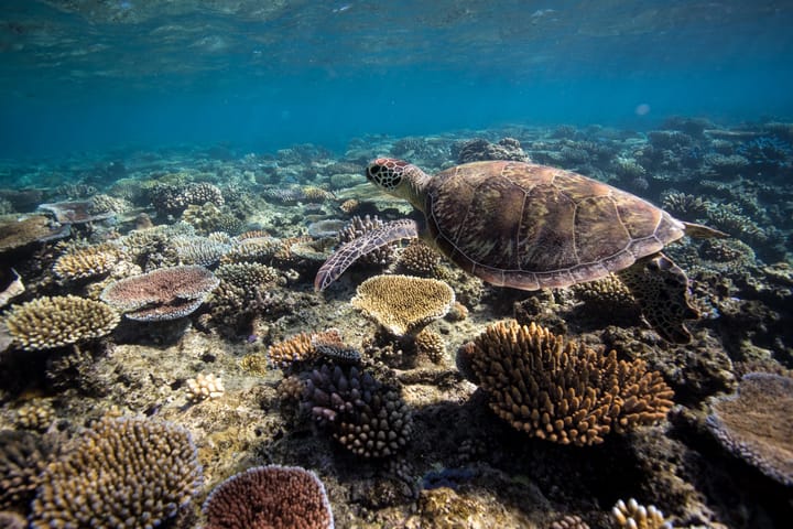 The Great Barrier Reef Isn’t Dead Yet. Here’s How You Can Save It