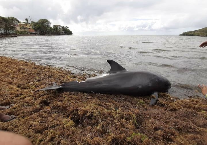 Update: The Mauritian Oil Disaster, Dead Dolphins, a Sunk Ship and a Birthday Party