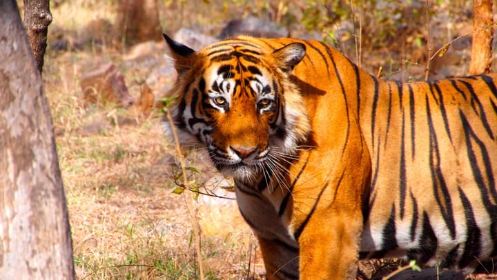 Wildlife Corridors: Why is their Maintenance so Important for India's Tigers?