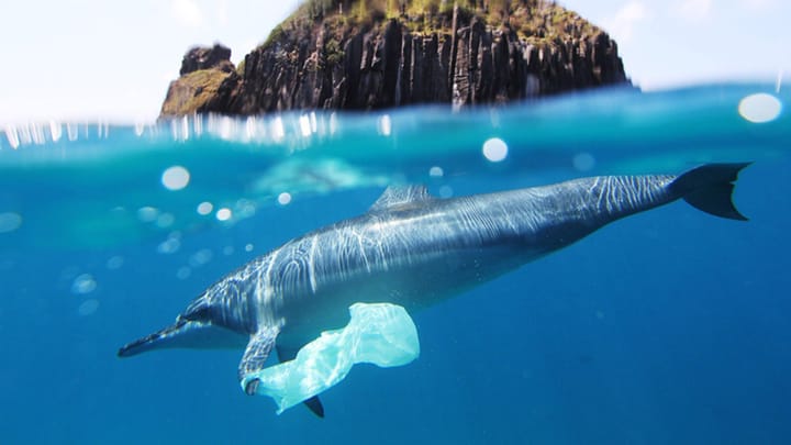 Reaction: The European Single Use Plastic Ban