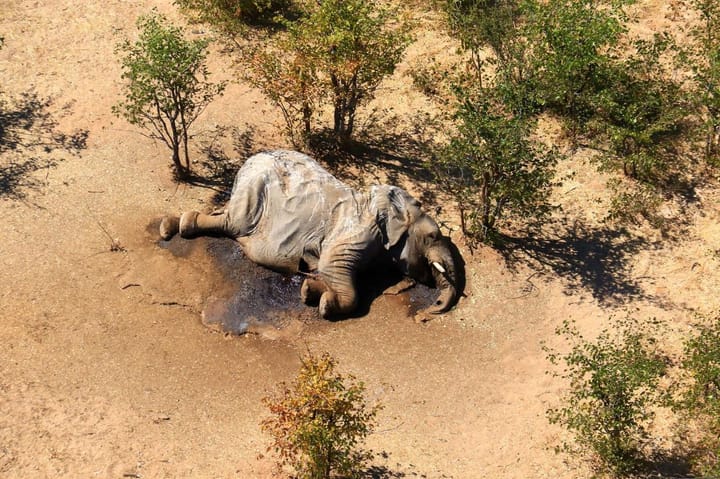 Botswana’s Elephants are Dying - What We Know So Far