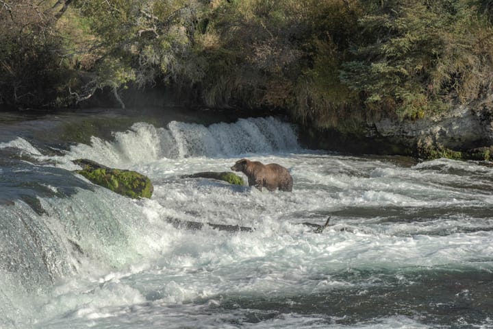 Repeal of Alaska Hunting Restrictions Provokes Outcry Among Environmentalists