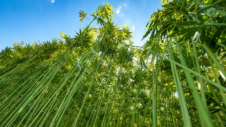 Hemp: A Little Plant; Powerful Enough to Spark Big Change