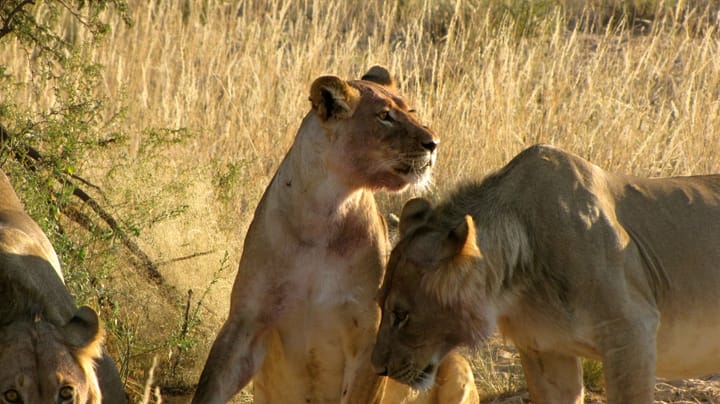 Safariosophy: How to Tackle a Lion Charge Over a Cup of Coffee