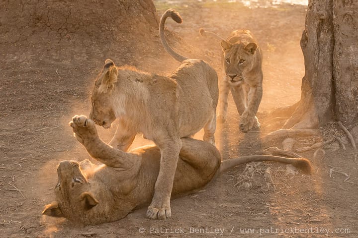 A Visit to Lion Camp: Deep Inside South Luangwa National Park