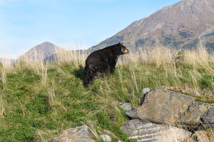 Denali National Park - How to Avoid Being Eaten by the Locals