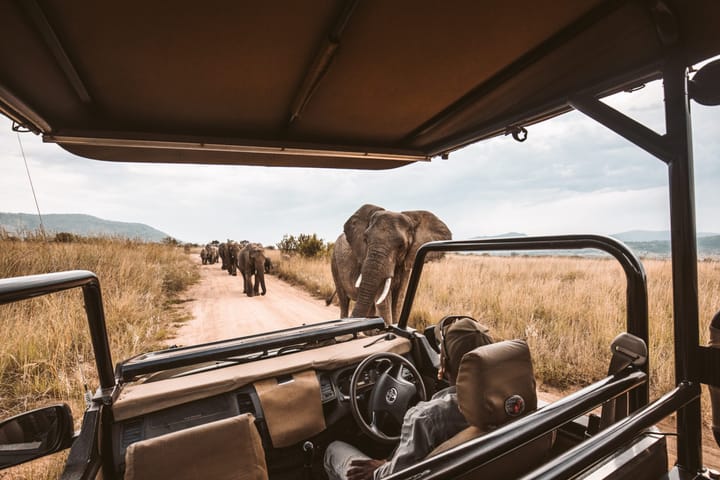 Postpone, Don’t Cancel: COVID-19, Tourism and the Demise of the African Safari
