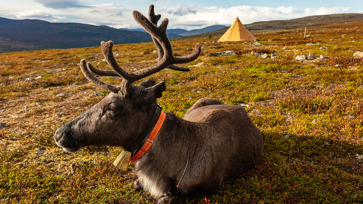 A Journey Without Footprints, to Sapmi and the Indigenous People of Scandinavia